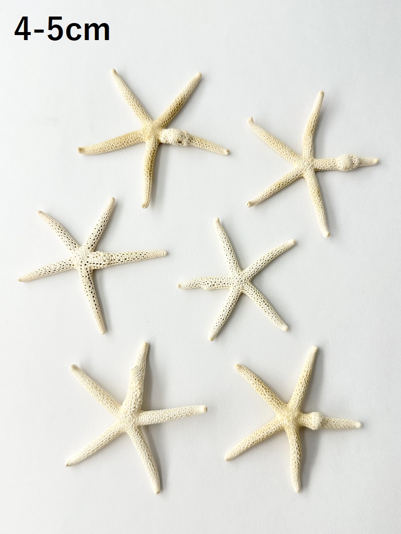 スターフィッシュ（コブつき）【約4～5cm/1個】[メール便可]（En：Finger Starfish lump, size: approx. 4～5cm) 貝殻