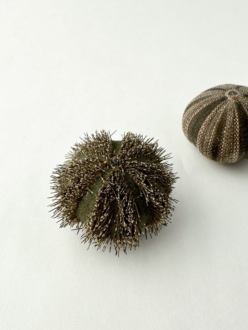 コシダカウニ -グリーン系- (トゲ・アリストテレスの提灯付き)【3ｃｍ前後/1個】 貝殻