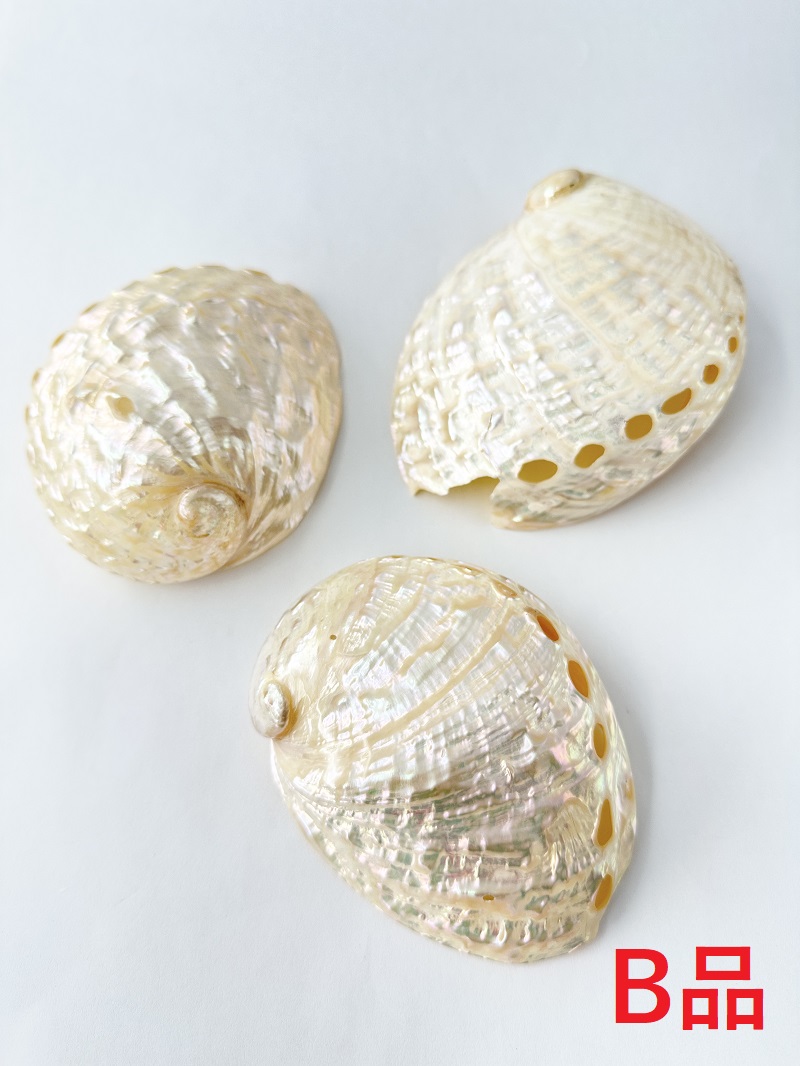 ハリオティスペリザト 大 真珠磨き -B品-【約10～11ｃｍ/1個】En:Haliotis assimilis pearlised B grade(Size:10～11ｃｍ, per 1pc) 貝殻
