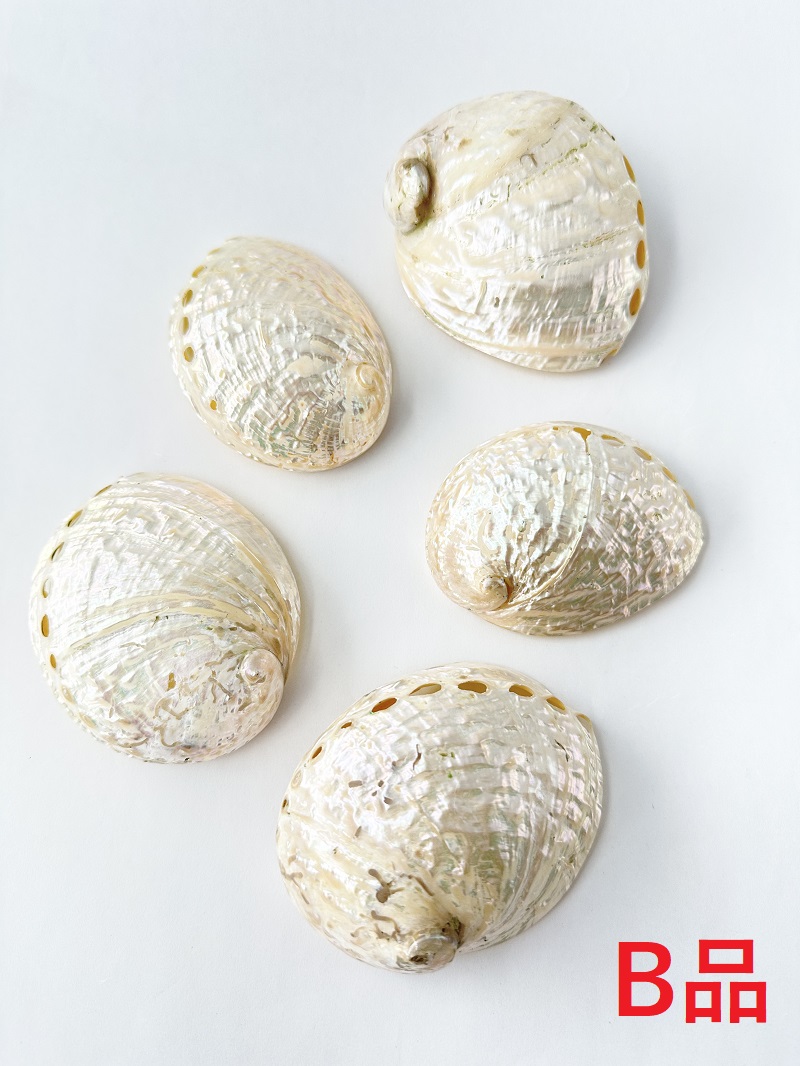 ハリオティスペリザト 小 真珠磨き -B品-【約7.5～8.5ｃｍ/1個】En:Haliotis assimilis pearlised B grade(Size:7.5～8.5ｃｍ, per 1pc) 貝殻