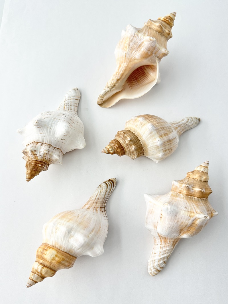 イトマキボラホワイト【約11～12ｃｍ/1個】在庫限り  En: Facsciolaria Trapezium -white-(size:11-12cm, per 1pc) 貝殻