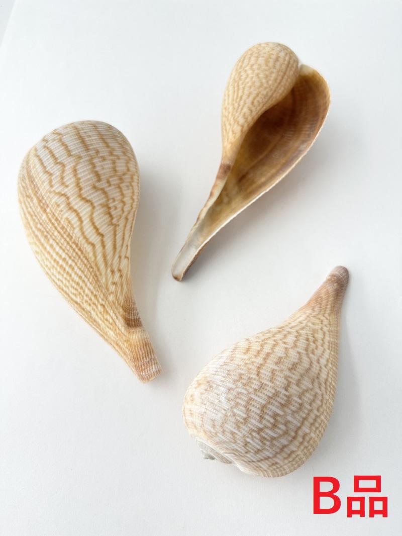 オオビワガイB品【約11～13cｍ/1個】  En:Ficus gracilis B grade(Size11-13cm, per 1pc) 貝殻