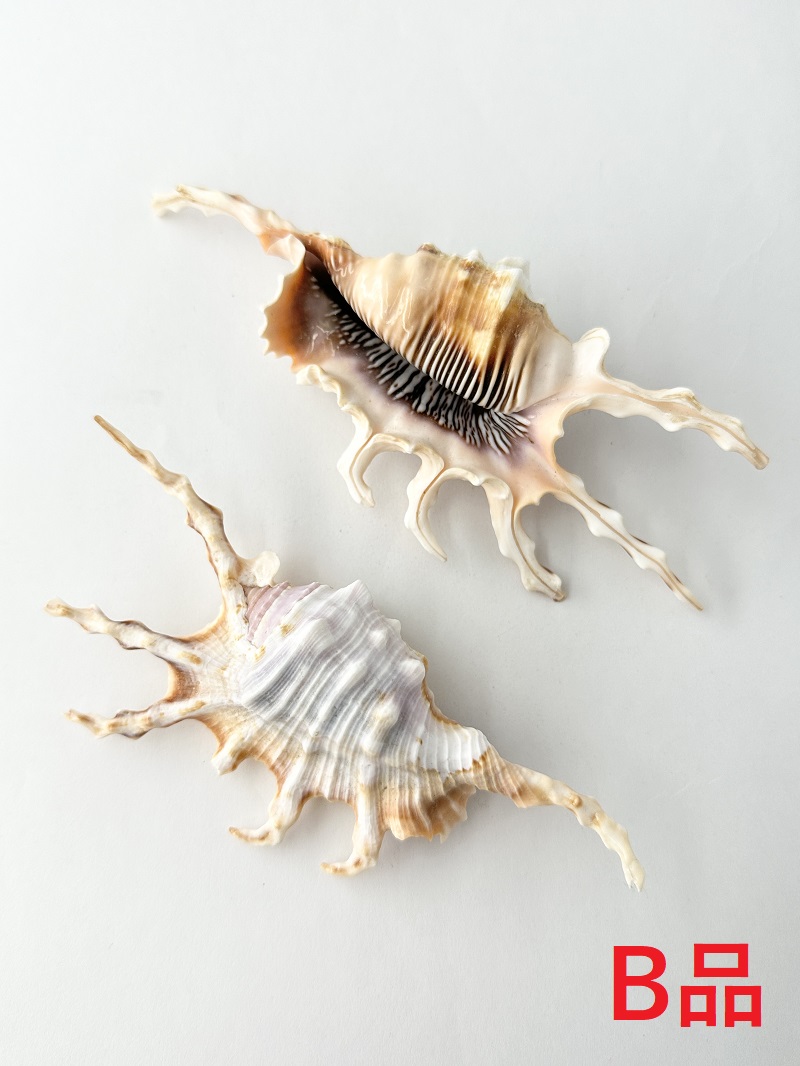 フシデサソリガイ-B品-【約13～15ｃｍ】 En: Lambis Scorpio Bgrade (size:13-15cm) 貝殻