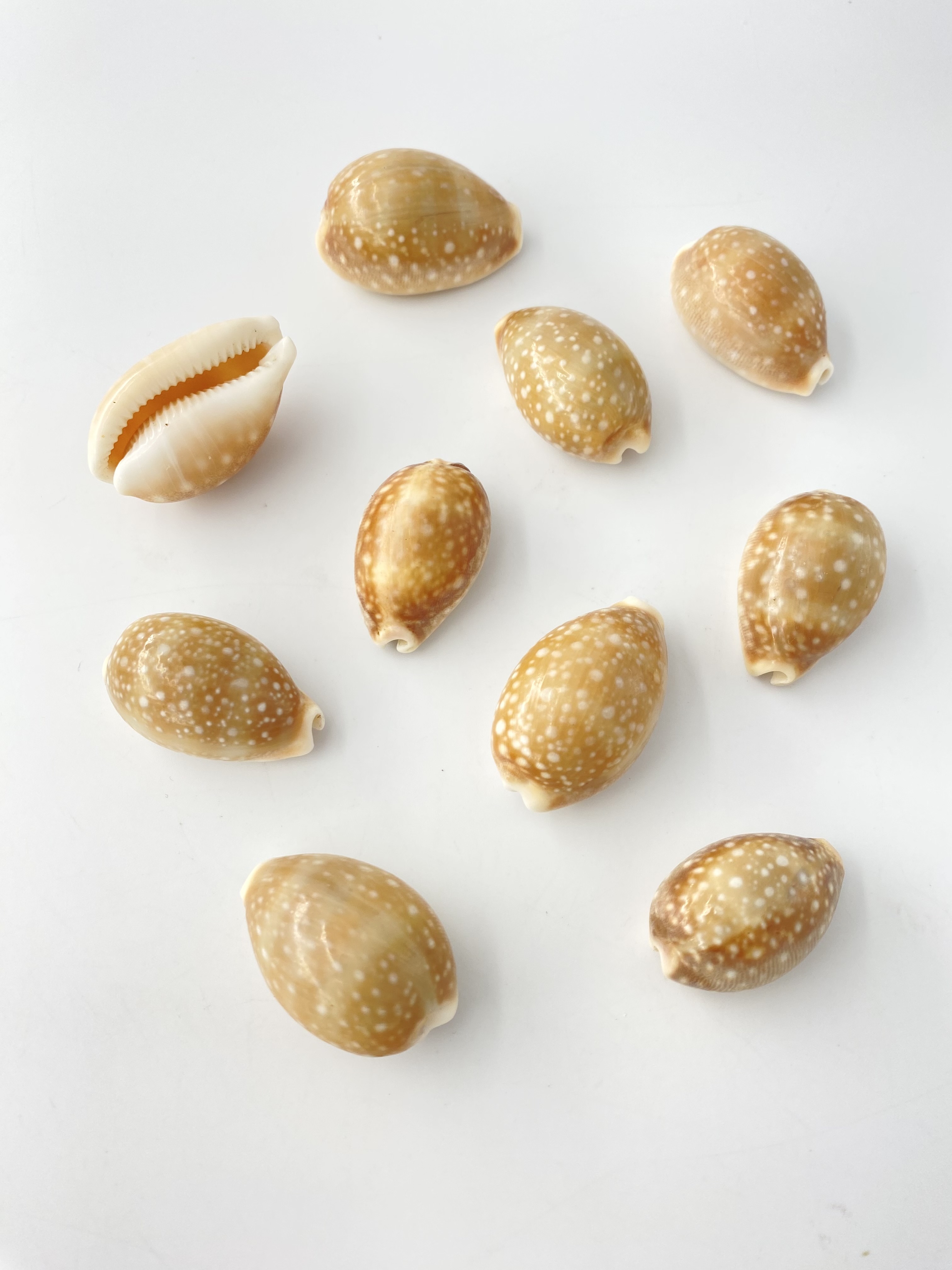 ホシキヌタ【約3～4ｃｍ/10個】[メール便可-4袋まで]　En: Lyncina vitellus (size:3-4cm, per 10pcs) 貝殻