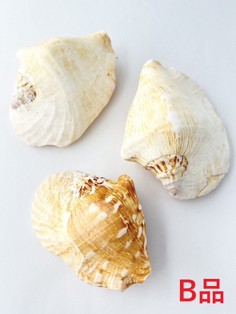 ゴホウラ-B品-【約10～12ｃｍ/1個】En:Strombus latissimus B grade(size: 10-12cm, per 1pc) 貝殻