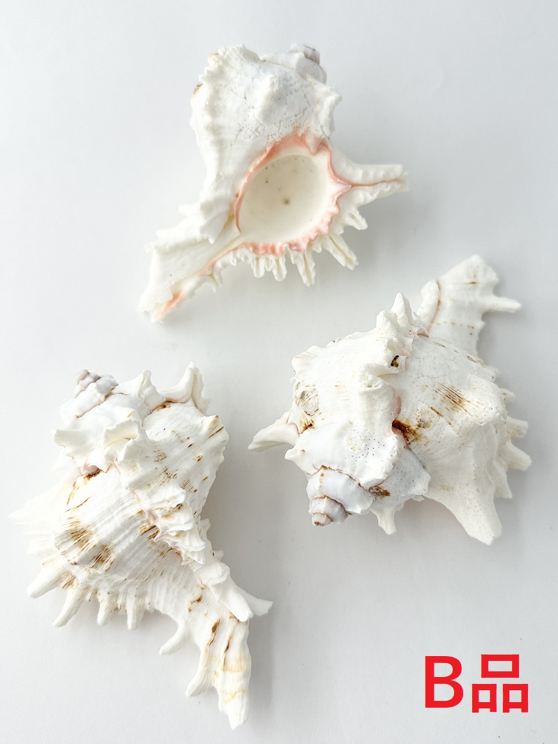 テングガイ -B品-【約10～12ｃｍ/1個】En: Murex Ramosu Bgrade(size:10-12cm/1pc) 貝殻