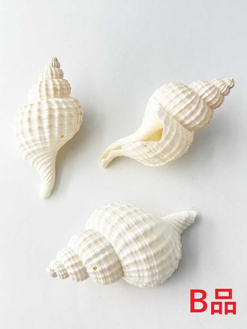 アヤボラ-B品-【7ｃｍ前後/5本入】  En: Oregon Triton Bgrade(size: 7cm, per 5pcs) 貝殻