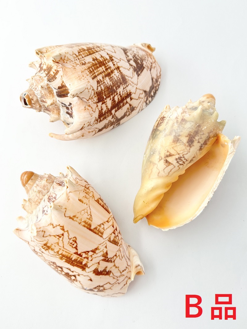 ボルタインペリアス-Ｂ品-【約12～14ｃｍ/1個】  En: Voluta imperialis Bgrade(size:12-14cm, per 1pc) 貝殻