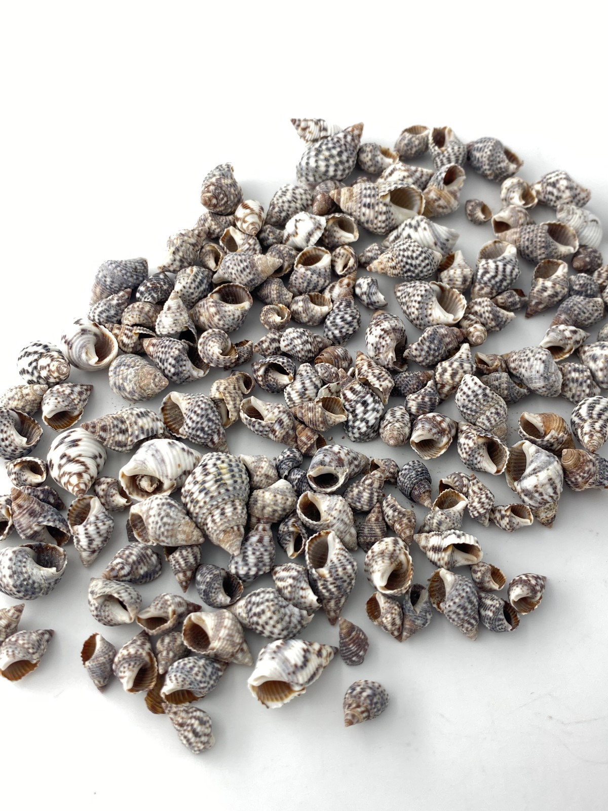 ナサパサッタ(オリイレヨフバイ科)【約1.0～2.0cm】[メール便可-400ｇまで]  En: Nassa pussata(Size:1-2cm)