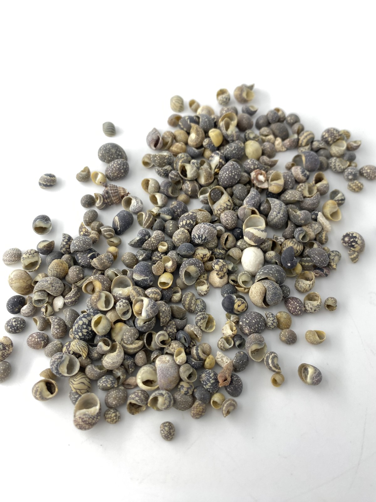 ネリチナ(アマオブネガイ科)【約0.3～1.0ｃｍ】[メール便可-500ｇまで] En:  Neritina shell (Size:0.3-1cm)