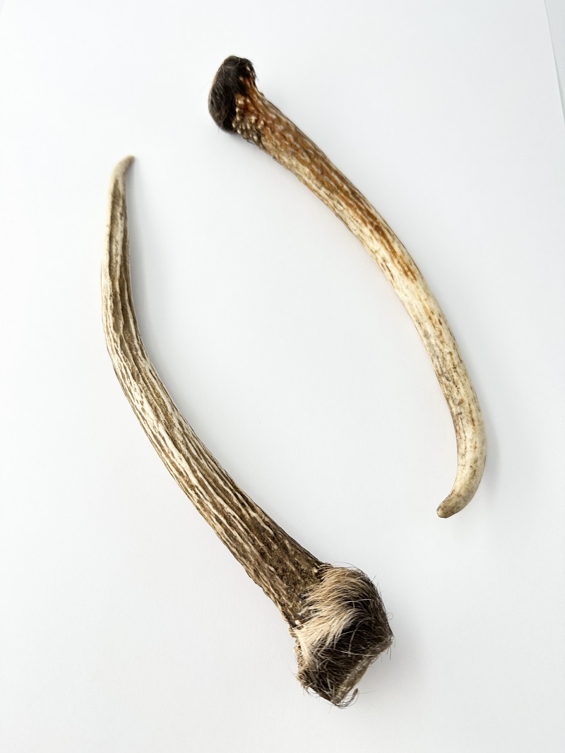 エゾジカの角【約21～26ｃｍ-おまかせ発送-】鹿の角 En: - Not for overseas sale -