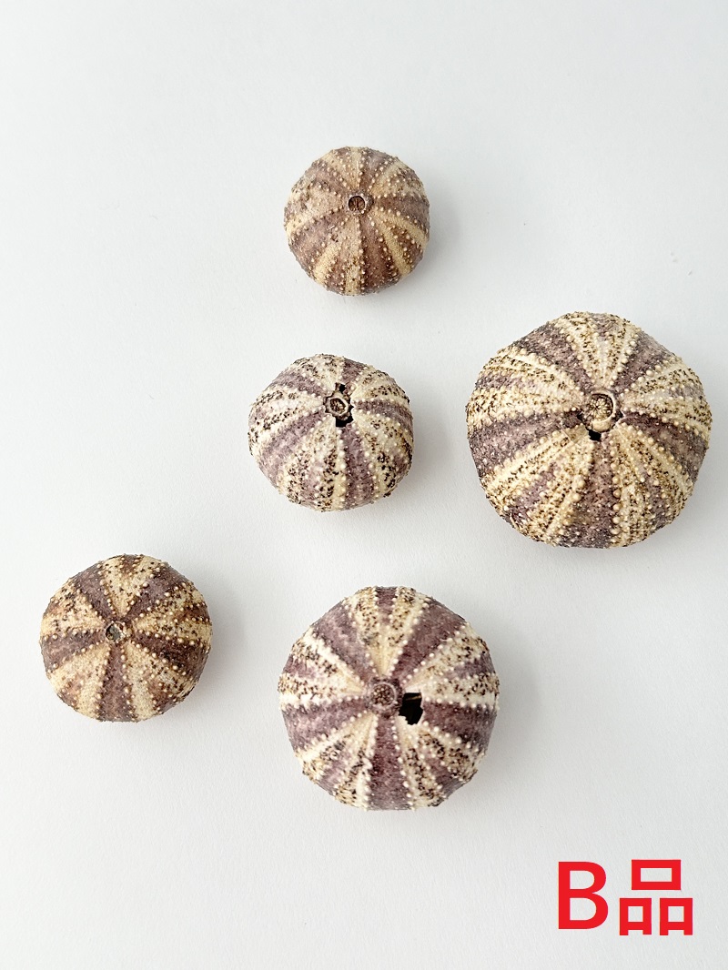 バイオレットウーチン無漂白-B品-【約2.0～3.5ｃｍ/5個入】　En:  Purple Urchin B grade(Size:2-3.5cm, per 5pcs) 貝殻