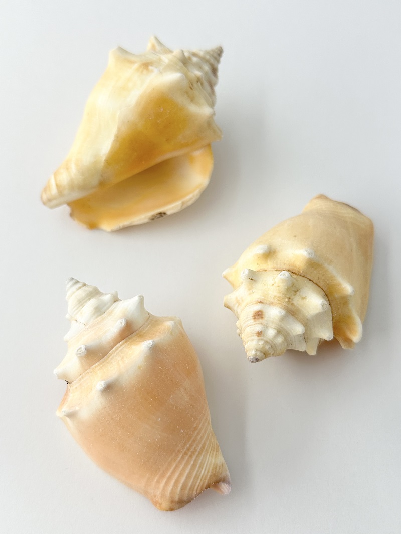 ソデボラ【7ｃｍ前後/1個】En:Fighting Conch (size: 7cm, per 1pc) 貝殻