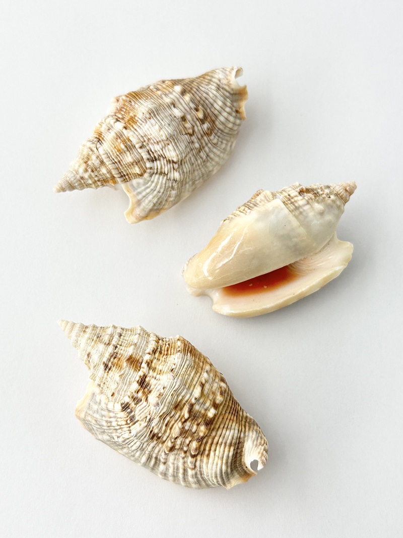 マイノソデガイ【約4.5～6ｃｍ/3個】 En:Strombus aurisdianae(Size:4.5-6cm, per 3pcs) 貝殻