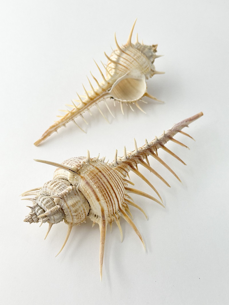 アクキガイ【約14～16cm/1個】  En: Murex troscheli (size:approx.14-16cm, per 1pc ) 貝殻