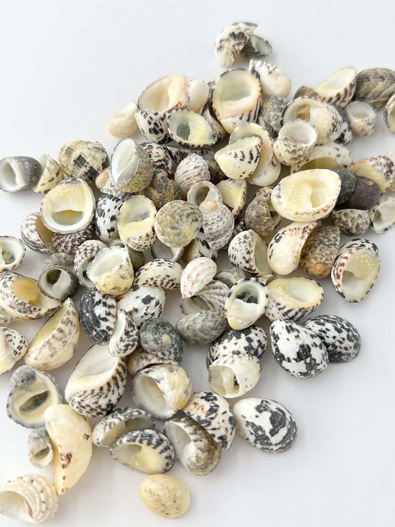 ポリタ(アマオブネ)【約1～2.5ｃｍ】[メール便可-400gまで] En: Neritiidae (size:1-2.5cm) 貝殻