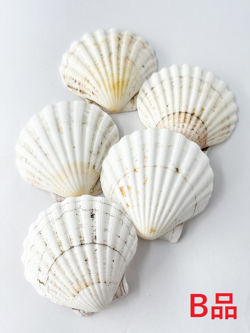 イタヤガイB品【8ｃｍ前後/5枚入】En: White scallop  B grade (size:8cm, per 5pcs) 貝殻