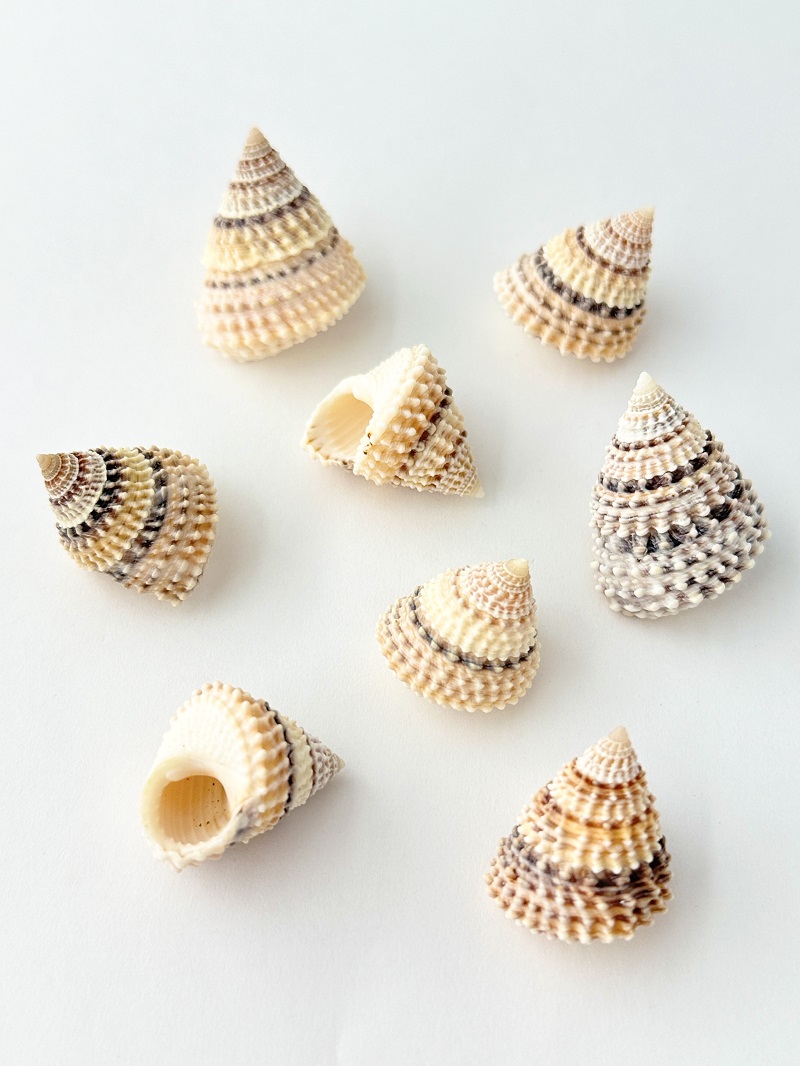 イガタマキビ -大-【2.5ｃｍ前後/5個入】[メール便可-15袋まで]    En: Tectarius coronatus (Size:2.5cm, per 5pcs) 貝殻