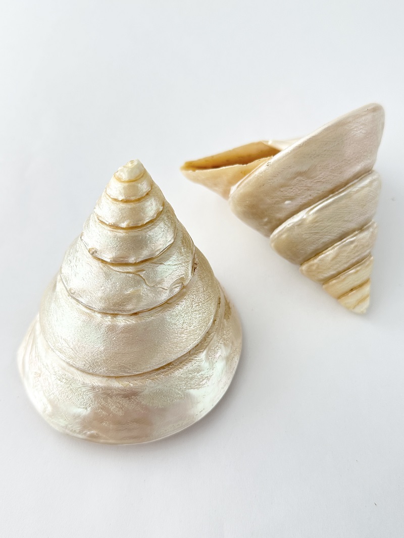 タカセガイ-磨き-【8cｍ前後/1個】 En: Trocus  polished(Size:8cm, per 1pc) 貝殻