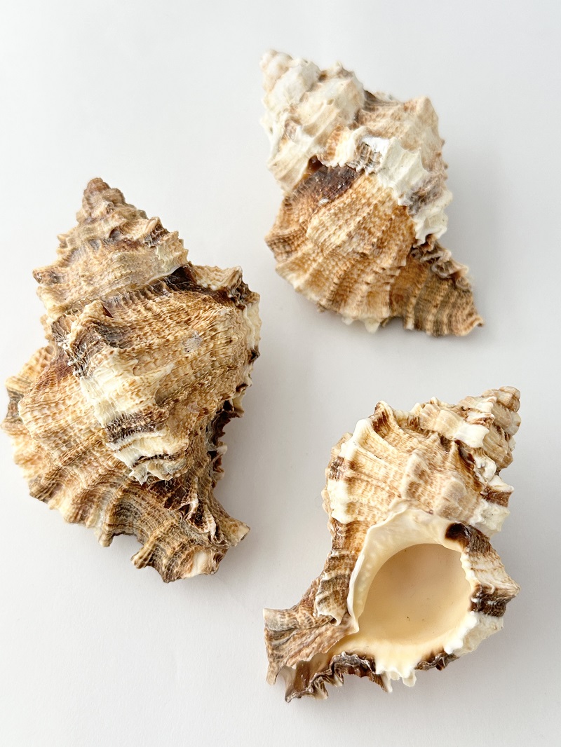 貝殻の問屋さん- 世界の貝殻・自然素材・サンゴ砂を直輸入・卸売通販