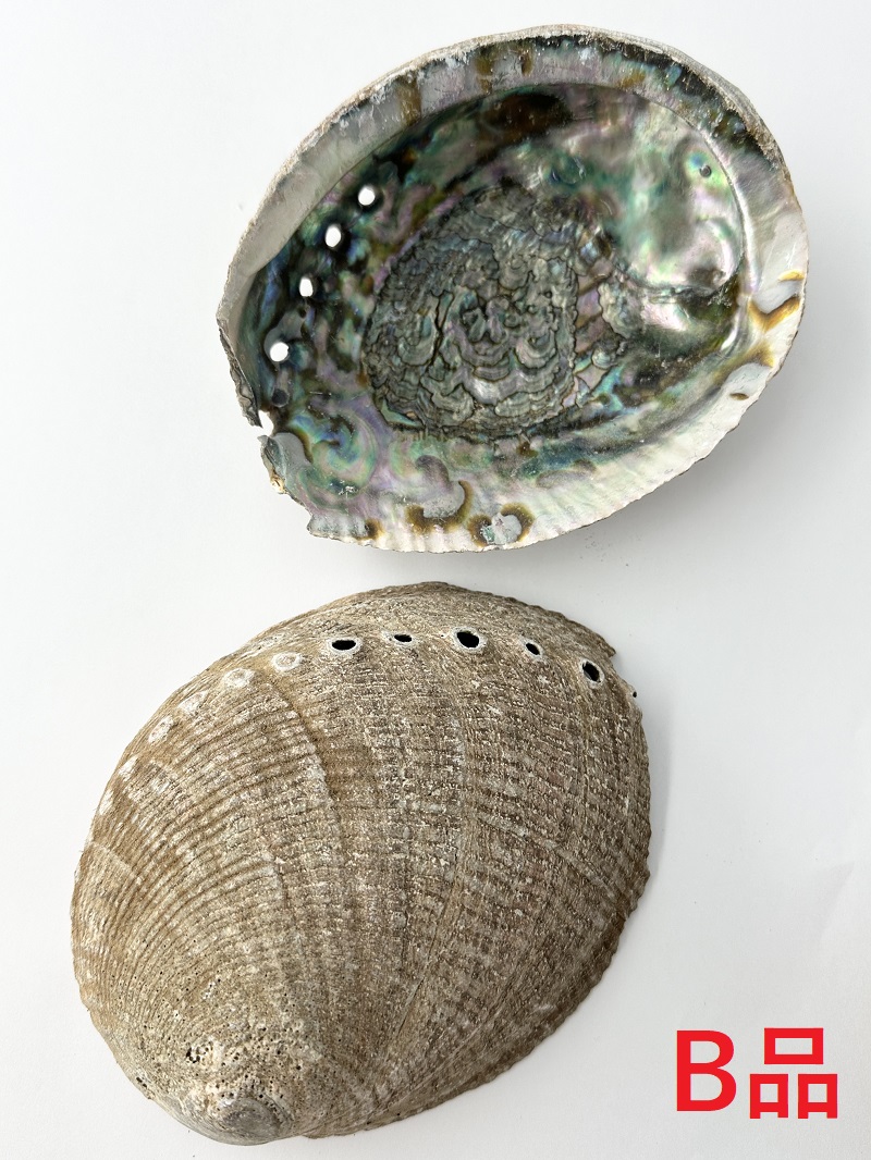 ニュージーランドアワビ（パウアシェル）原貝-B品-【約14～16ｃｍ/1枚】 En: New Zealand abalone (paua shell) -raw shell-B grade (size:14-16ｃｍ, per 1pc) 貝殻