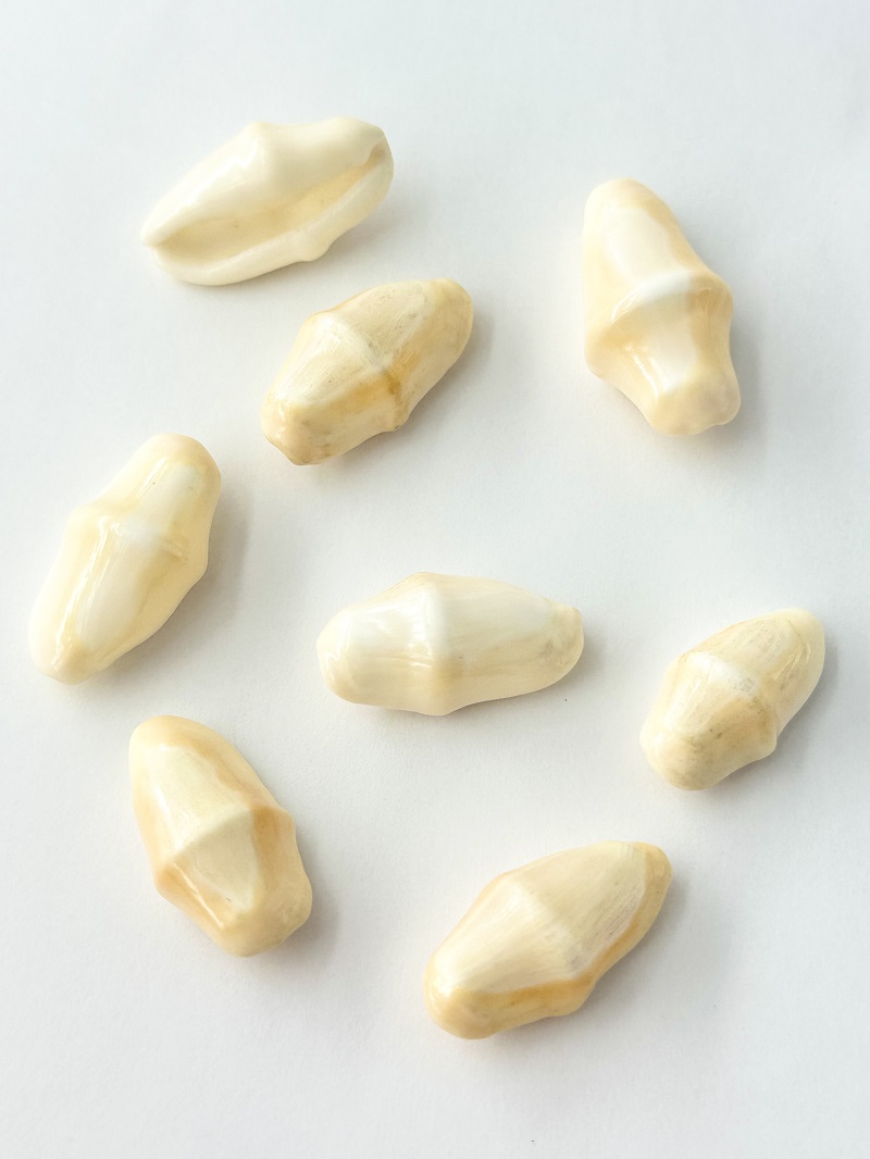 カフスボタンガイ【約2～3ｃｍ/5個入】En: Cyphoma gibbosum (size:2-3ｃｍ, per 5pc) 貝殻