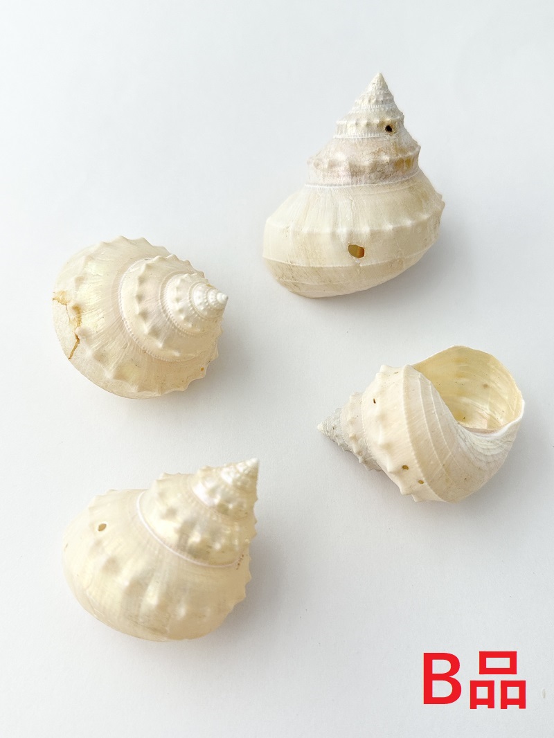 エビスガイ真珠磨き-B品-【約3.5～5.5cm/5個入】 貝殻