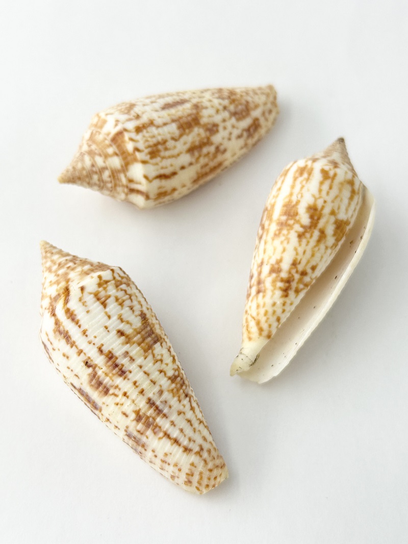 ナガイモ（自然）【6cm前後/1個】    En: Conus australis (Size:6cm, per 1pc) 貝殻
