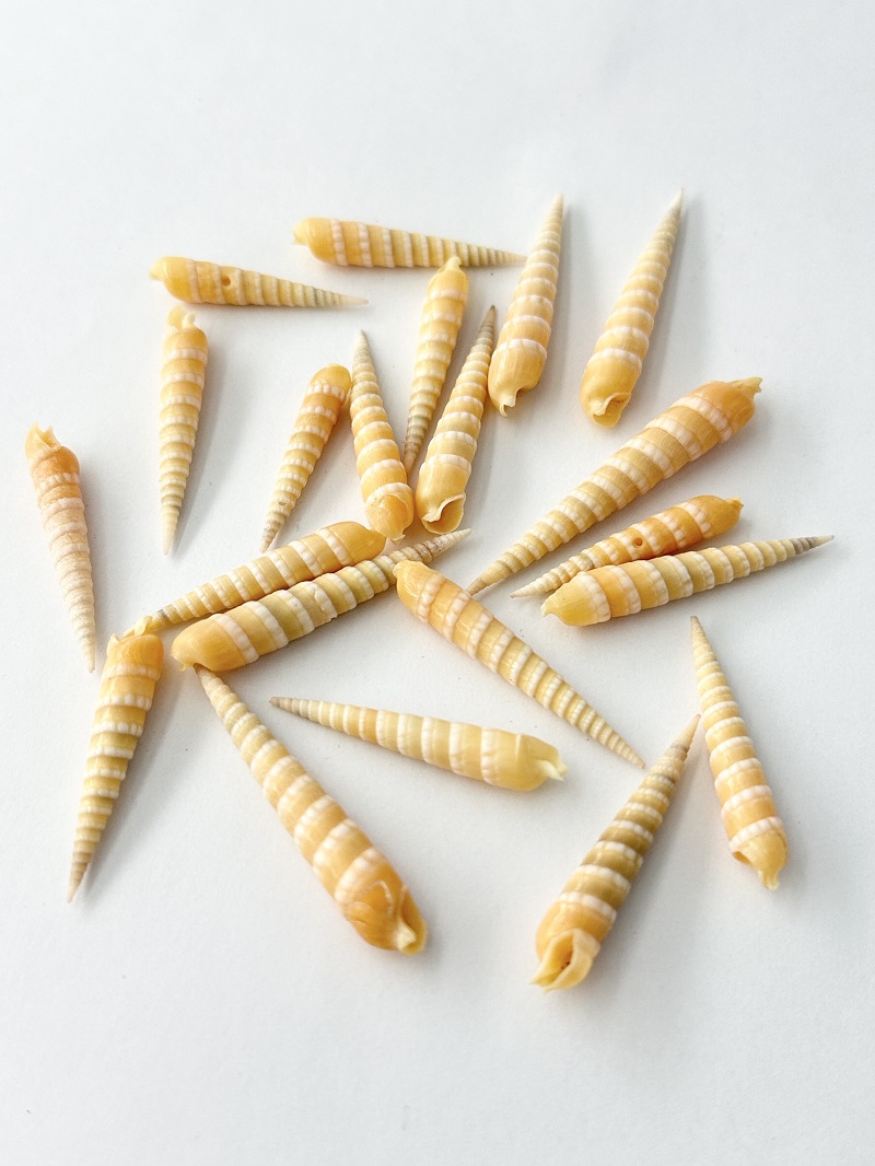 シロイボニクタケ【3～4ｃｍ程度/10本】[メール便可] En:Cinguloterebra quoygimardi  (Size:3-4cm, per 10pcs) 貝殻