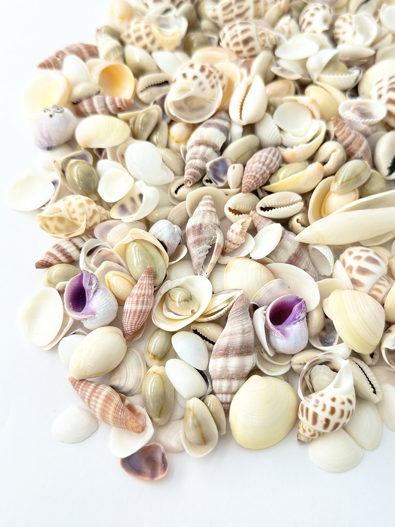 貝殻の問屋さん- 世界の貝殻・自然素材・サンゴ砂を直輸入・卸売通販
