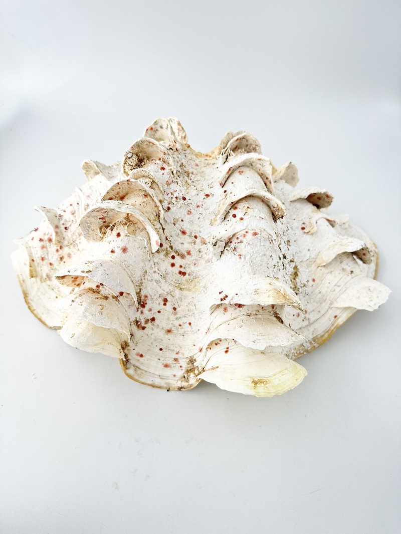 シャコガイ片面  No.28(現品)(ヒレシャコガイ)【約34ｃｍ/1枚】 - Not for overseas sale - 貝殻