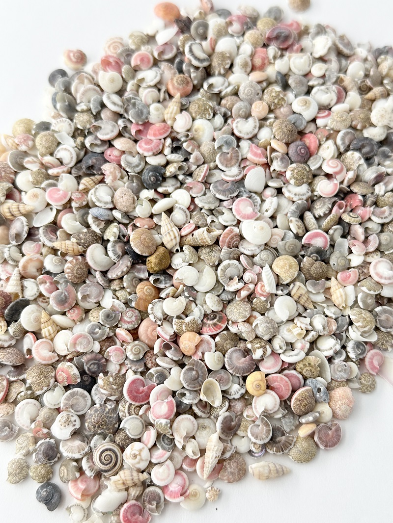 キサゴミックス【0.7cm前後】[メール便可-400ｇまで] En: Umbonium (size:0.7cm) 貝殻