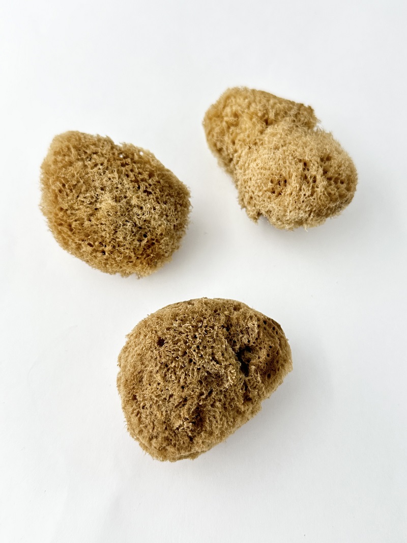 海綿（オカヤドカリの水分補給に）【約5～6cm/3個入】[メール便可-6袋まで]  En: Sea sponge(Size:5-6cm, per 3pcs)