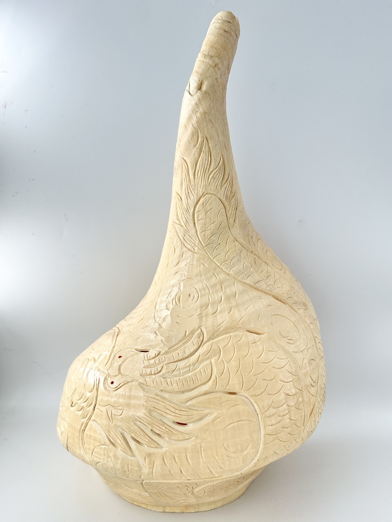 在庫処分品 -アラフラオオニシ-【龍】おまかせ発送【縦40ｃｍ前後×横25ｃｍ前後/1個】  En: Australian Trumpet(Size:40×25ｃｍ, per 1pc) ] 貝殻