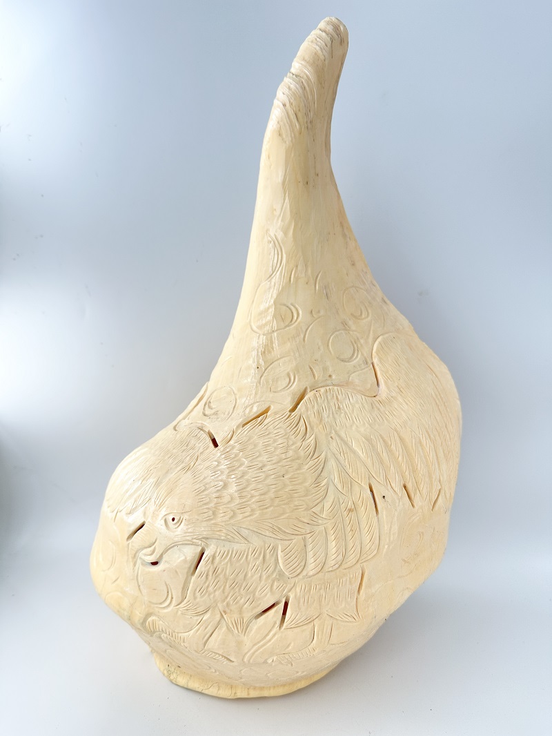 在庫処分品 -アラフラオオニシ-【鳥】おまかせ発送【縦40ｃｍ前後×横25ｃｍ前後/1個】  En: Australian Trumpet(Size:40×25ｃｍ, per 1pc) ] 貝殻