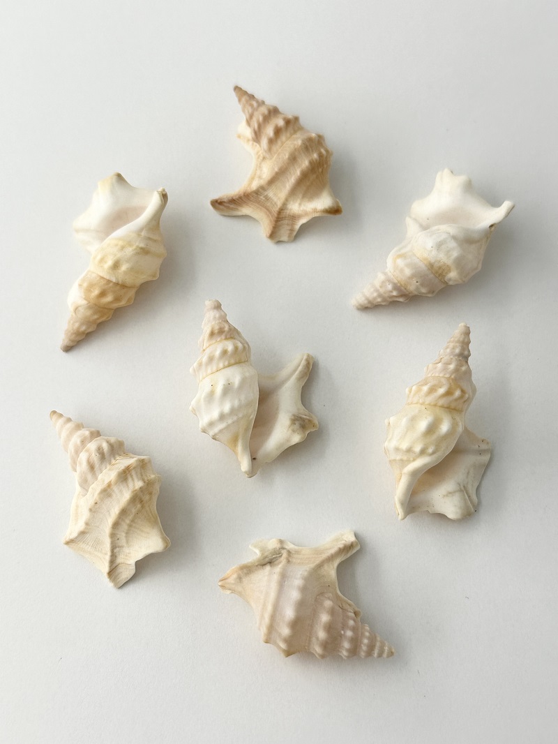 モミジソデガイ【約3～4ｃｍ/3個】[メール便可]   En: Aporrhais pespelecani (Size:3-4cm, per 3pcs) 貝殻