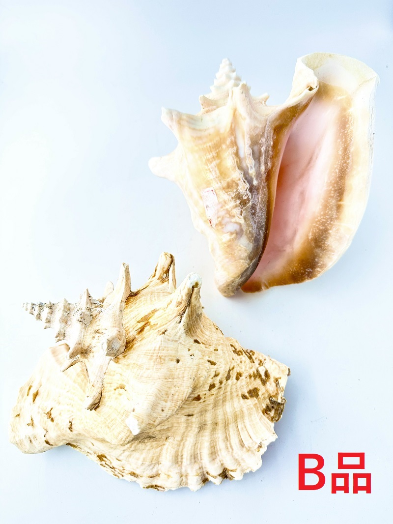 ピンクガイ-B品-【約18～20ｃｍ程度/1個】  - Not for overseas sale - 貝殻
