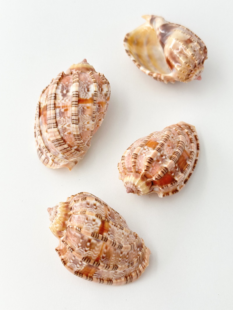ベニオビショクコウラ【約5～6ｃｍ/1個】 En:Harpa harpa (Size:5-6cm, per 1pc) 貝殻