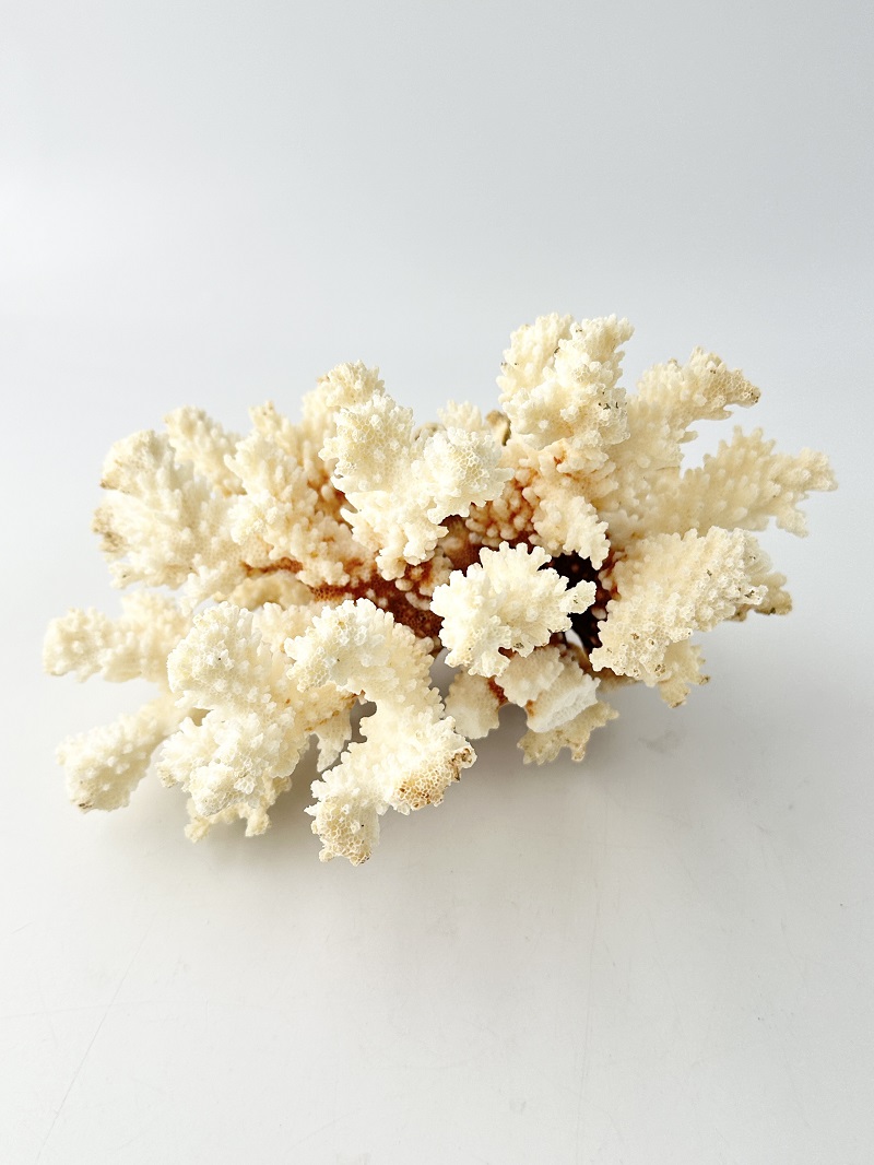 天然珊瑚 NO.29 (現品)【約18ｃｍ/約440ｇ】  - Not for overseas sale -