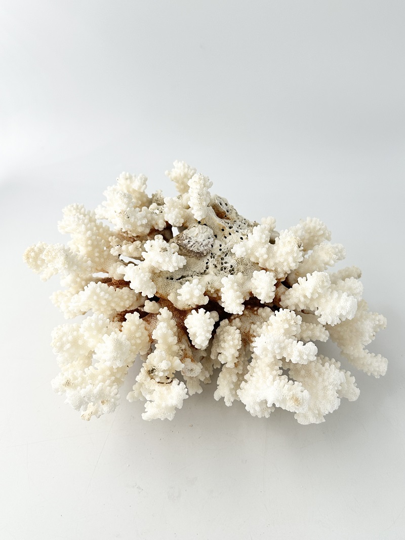 天然珊瑚 NO.33 (現品)【約23ｃｍ/約984ｇ】  - Not for overseas sale -