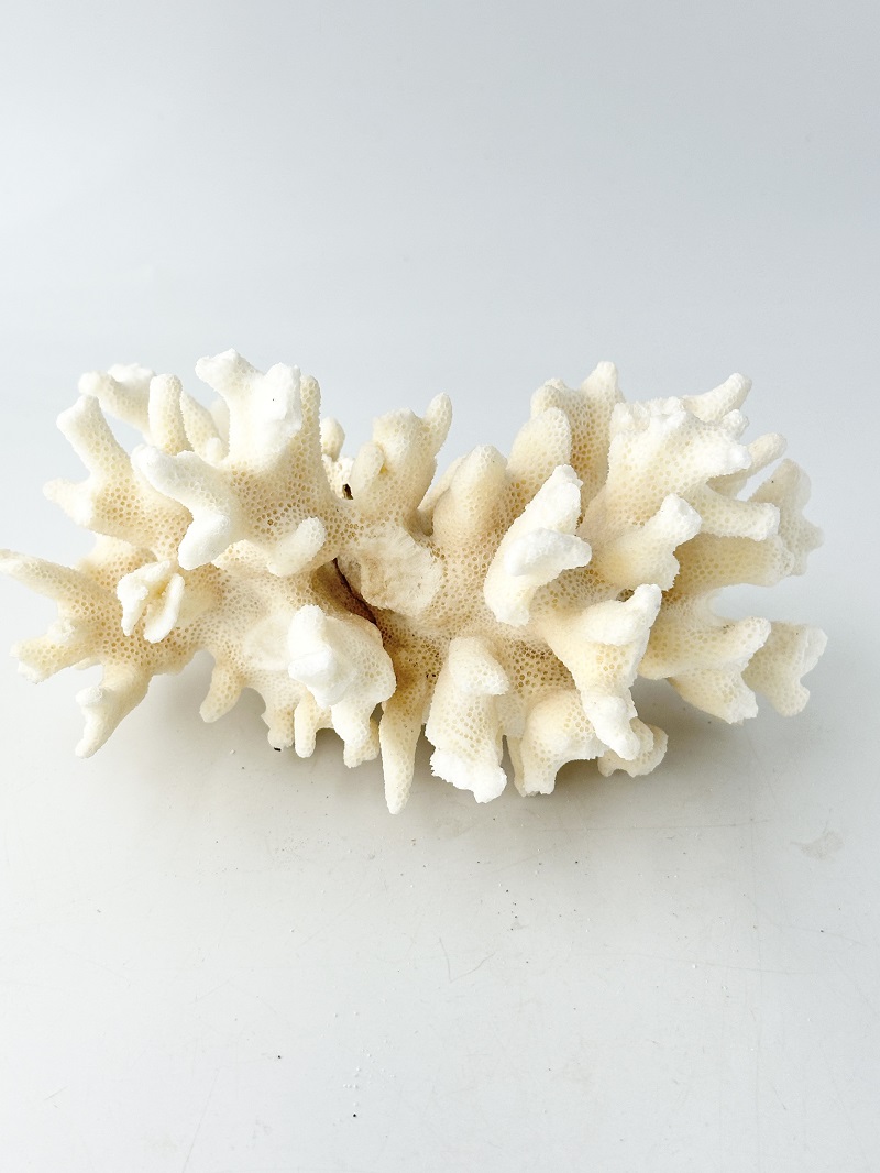 天然珊瑚 NO.38(現品)【約16ｃｍ/約287ｇ】  - Not for overseas sale -