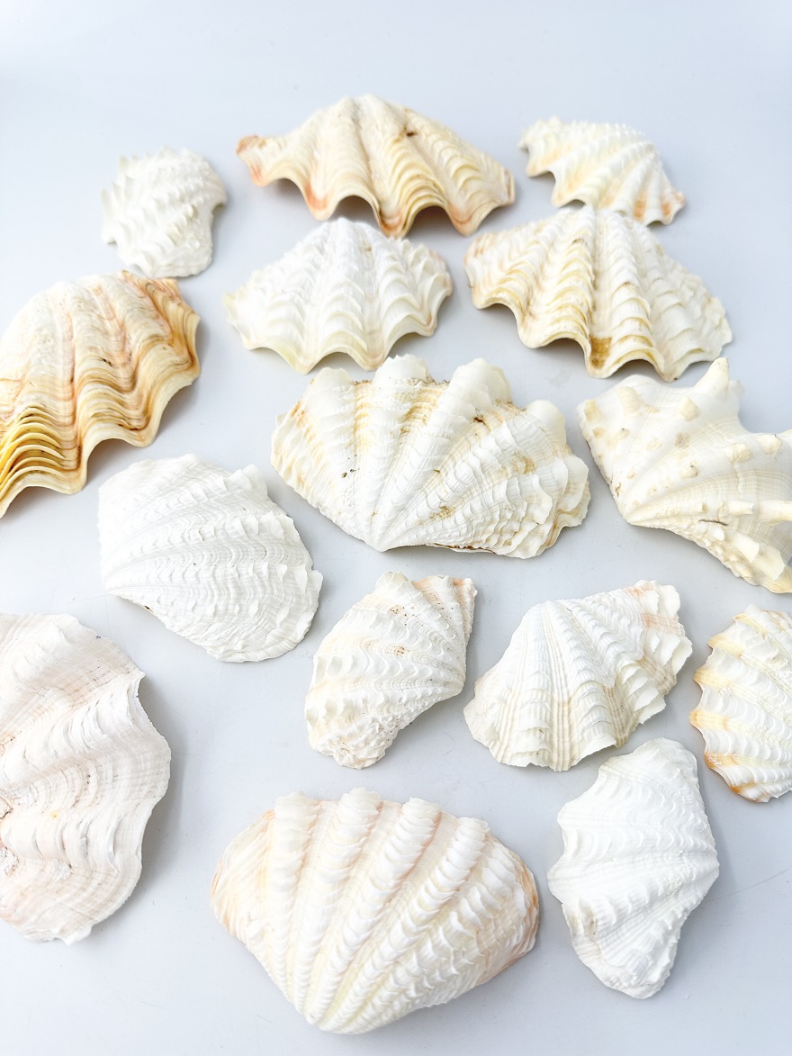 ヒレシャコガイ片面ミックス【約7～13ｃｍ/約1ｋｇ】  - Not for overseas sale - 貝殻