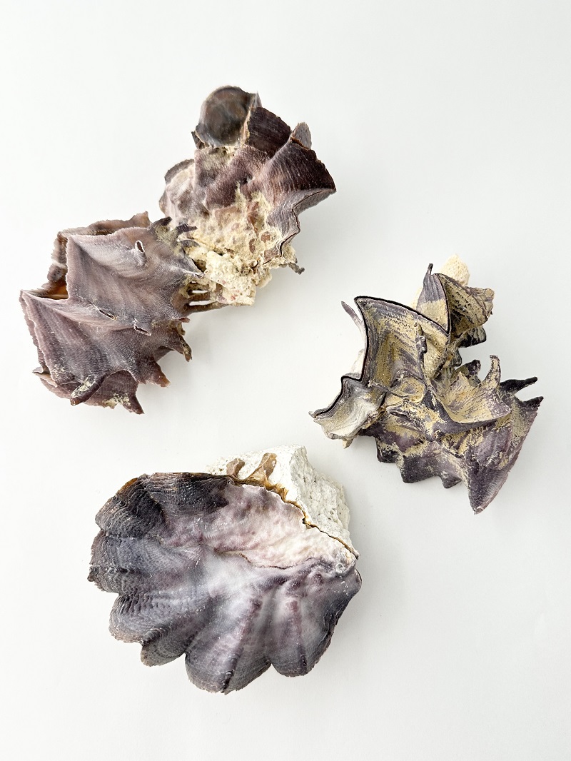 トサカガキ【10～15cm前後/1個】En: Lopha cristagalli (size:approx.10～15cm, per 1pcs) 貝殻