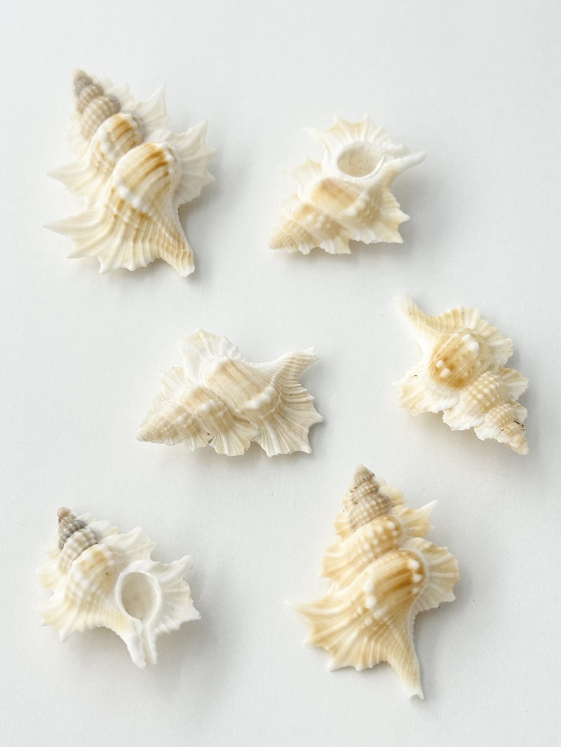 マツカワガイ【約2.5～4.5ｃｍ/5個】[メール便可]  En: Biplex perca(Size:2.5-4.5cm, per 5pcs) 貝殻
