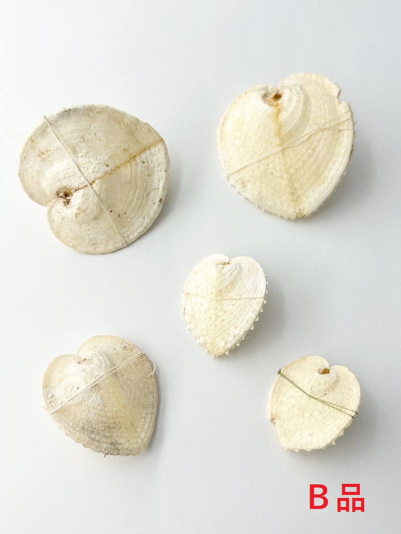 ハートシェル（リュウキュウアオイ）-Ｂ品-【縦サイズ約3～6cm/5個入】En: Corculum cardissa B grade(Size:approx.3-6cm, per 5pcs) 貝殻