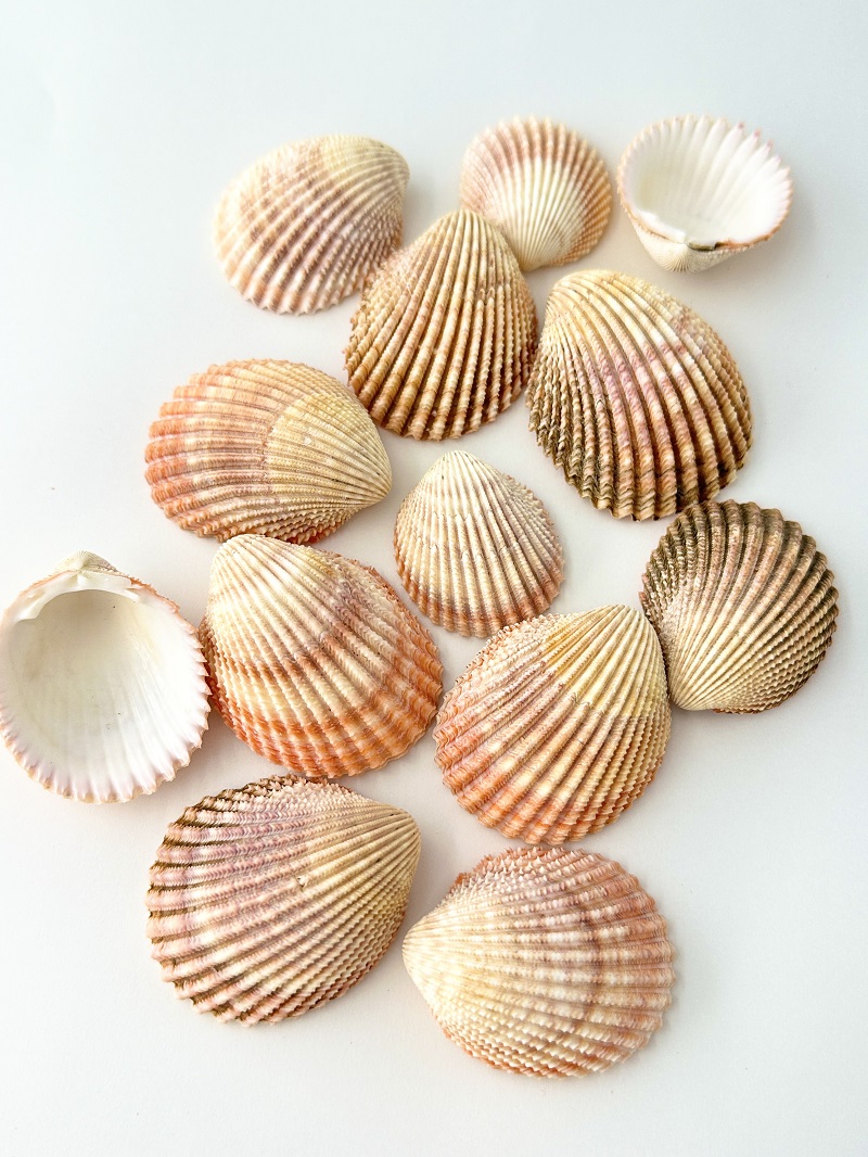 ザルガイの仲間【縦約4～6ｃｍ/約100ｇ】[メール便可-300ｇまで] 貝殻