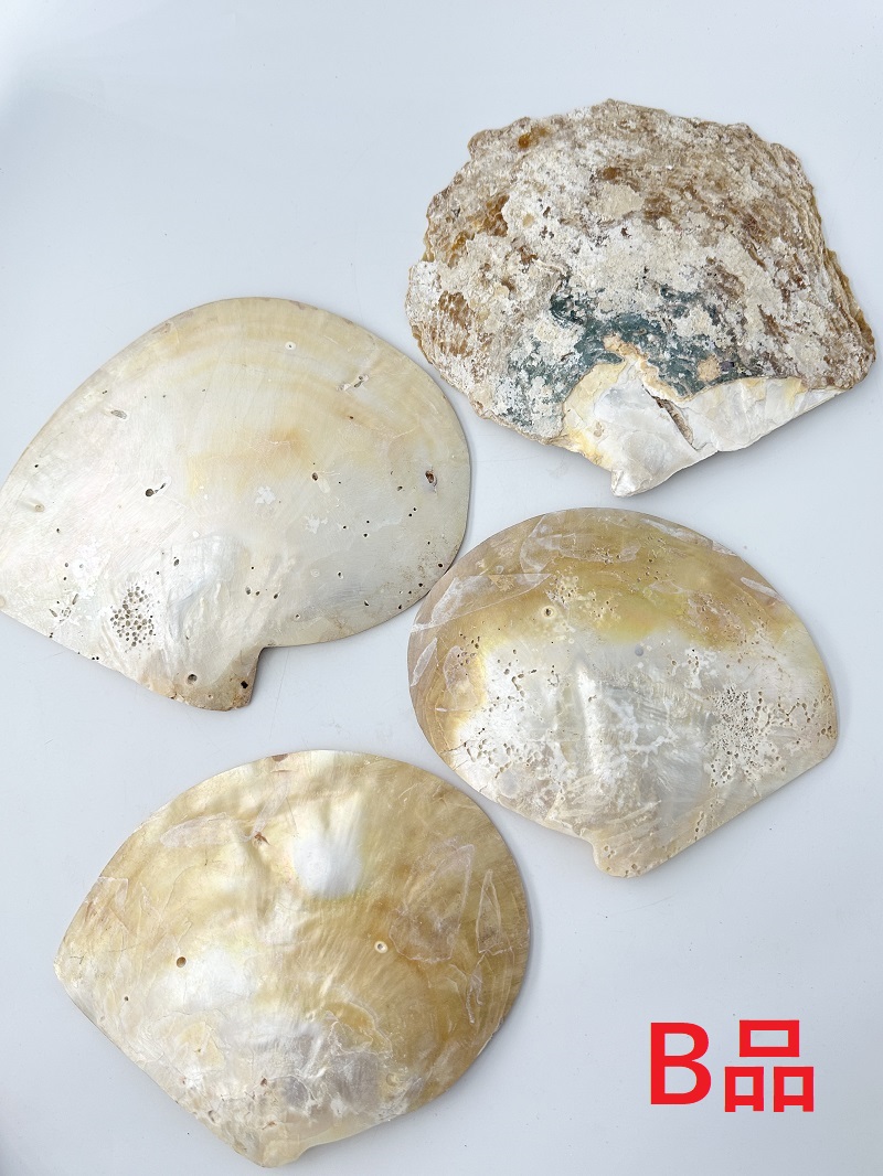 シロチョウガイ[B品/4枚入/現品]【約16～20ｃｍ】 En: White MOP poished B grade (size:16-20cm, per 4pc) 貝殻