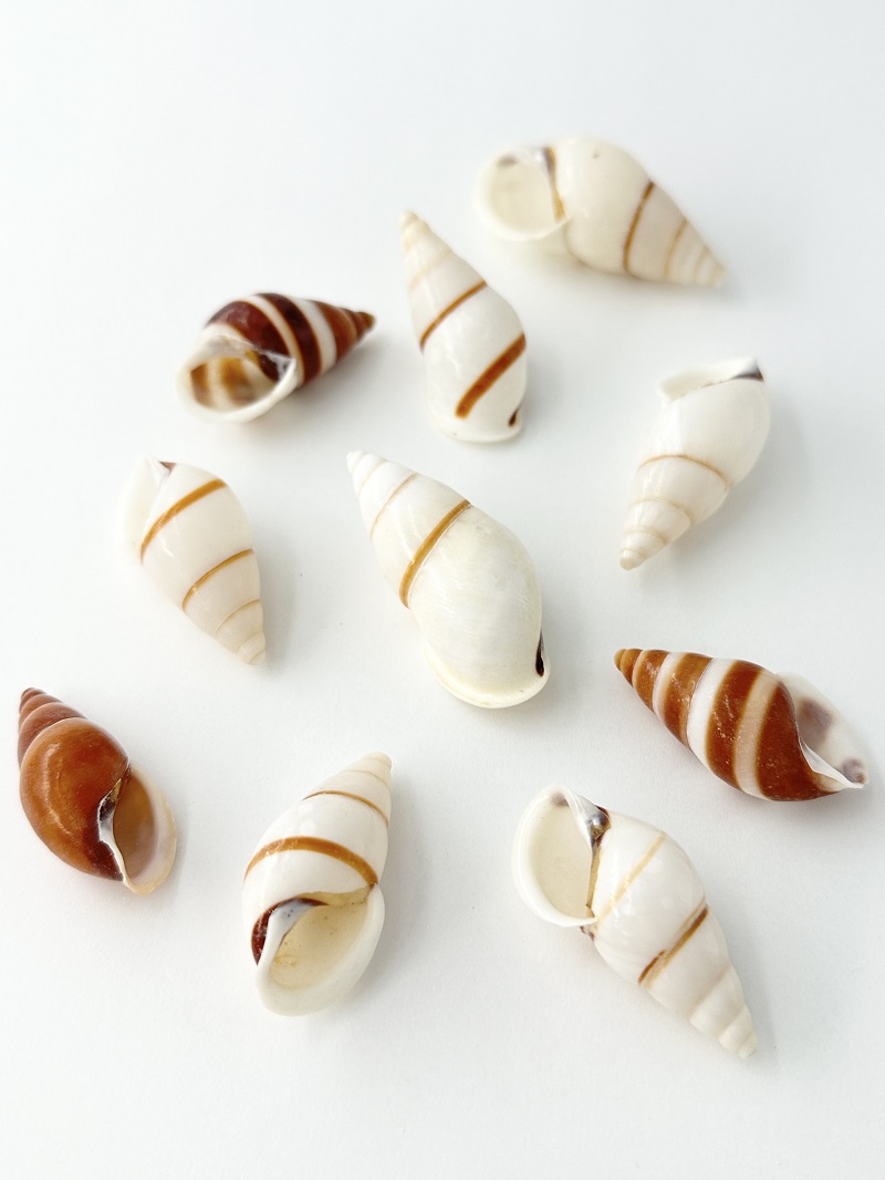 ポルトロイデス【約3～5ｃｍ/5個】[メール便可-6袋まで]  En: Hel Partuloides (size:3-5cm, per 5pcs) 貝殻