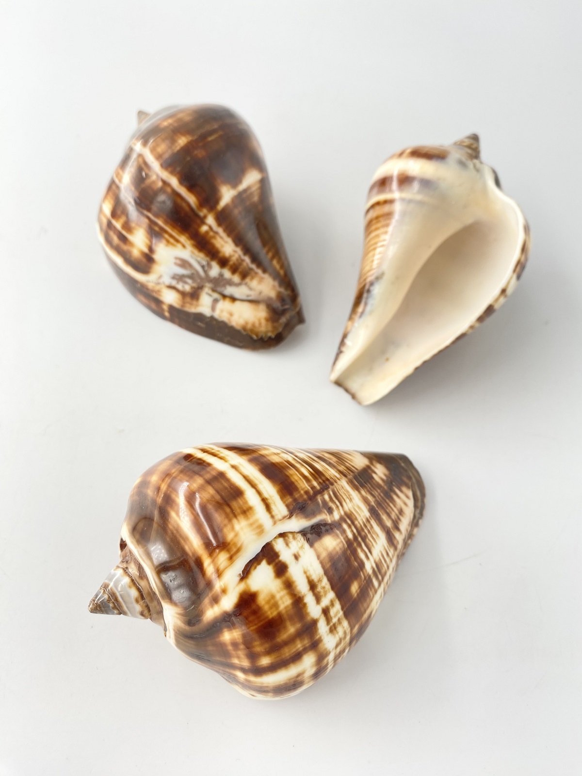 ファイバーコンチ（磨き）【約9～10ｃｍ/1個】En: Fiber conch (size:9-10cm, per 1pc) 貝殻