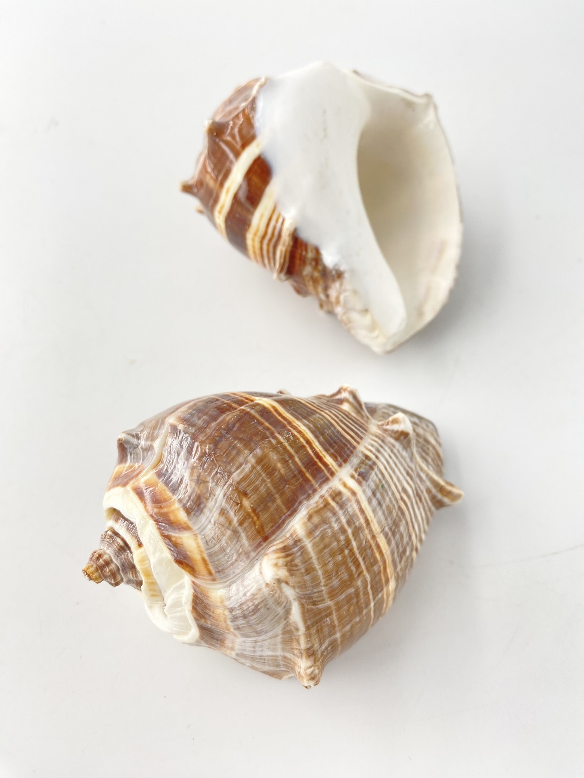 ダルマカンムリボラ-艶あり-【約7.5～8.5ｃｍ/1個】　  En: Melogena Melogena buffed(size:7.5-8.5cm, per 1pc) 貝殻